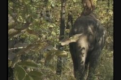 Captura de 'Queen of the Elephants' nº 44