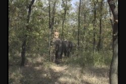 Captura de 'Queen of the Elephants' nº 10