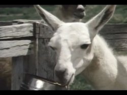 'Star Fuckers' screenshot nº 123