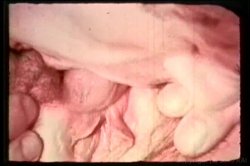Captura de 'Candy Samples Triple Feature' nº 51