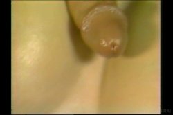 'World's Biggest Tits Vol. 1' screenshot nº 19
