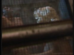 'Cafe Flesh 2' screenshot nº 120