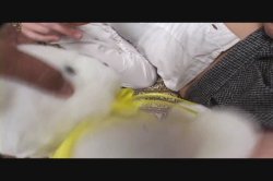 Captura de '1 Cock Ain't Enough 2' nº 3