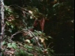 Captura de 'Linda Lovelace Collection' nº 94