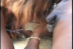 'Ebony Muff Divers 2' screenshot nº 68