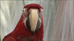 'Secrets Of The Harem' screenshot nº 133