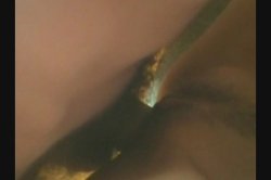 '100% Pure Amateur Party Girls 6' screenshot nº 101