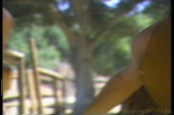 'Paper Tiger' screenshot nº 23