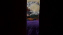 'Ginger Patch 3' screenshot nº 68