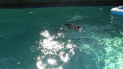 Captura de 'Sorority Splash' nº 70