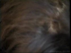 'Delegate, The' screenshot nº 121