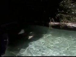 Captura de 'Wild Weekend' nº 33