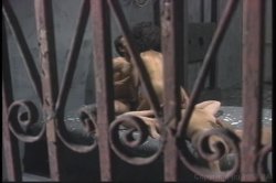 'Coming On America' screenshot nº 11