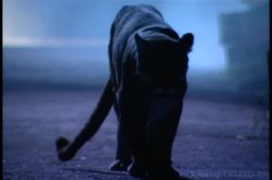 'Curse of the Catwoman' screenshot nº 7