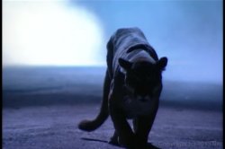 'Curse of the Catwoman' screenshot nº 1
