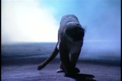 'Curse of the Catwoman' screenshot nº 2