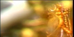 Captura de 'Lusty Busty Dolls 2' nº 41