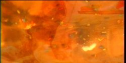 Captura de 'Lusty Busty Dolls 2' nº 103