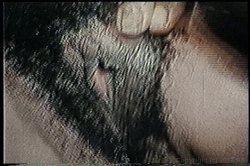 'Huge Black Cocks' screenshot nº 95