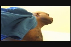 Captura de 'Real Big Tits 6' nº 20