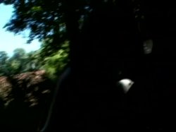 'America's Got Ass' screenshot nº 24