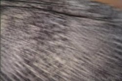Captura de 'Sweet Cheeks' nº 117