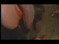 Captura de 'Horny Chicks Of The 70's' nº 18