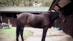 'Mademoiselle's Stallions' screenshot nº 28
