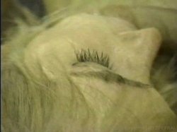Captura de 'Violation Of Tiffany Mynx' nº 115