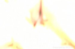 'Asian Extreme' screenshot nº 23