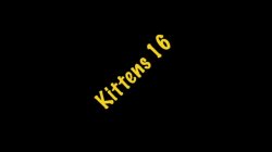 'Kittens 16' screenshot nº 2