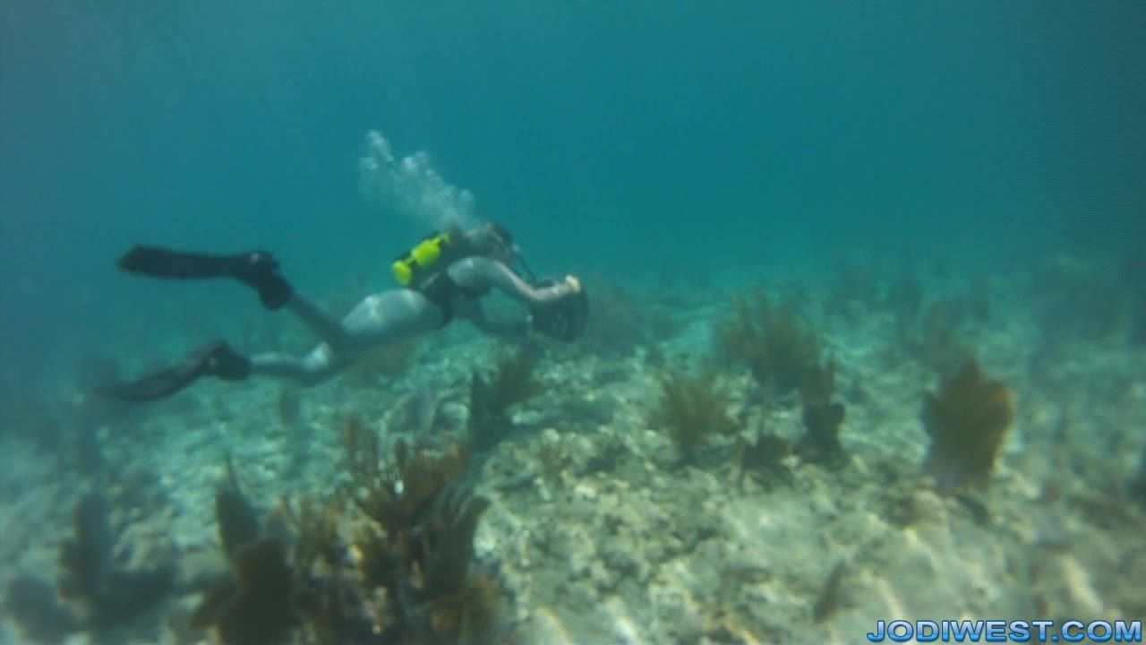 Jellyfish Attack