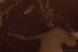 'Vaginal Neglect' screenshot nº 93