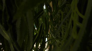 Titty Creampies #10 - Scene4 - 6