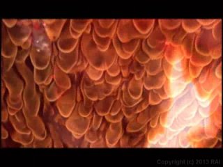 Elements Of Desire - Scene1 - 1