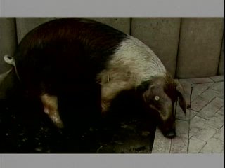 Drecksau - Perverse Kleine Schweinchen - Scene2 - 1