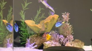 Feeding Frenzy 10 - Scena4 - 6