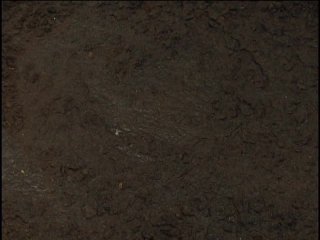 Witch of Powell Forest - Scene1 - 2