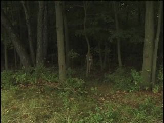 Witch of Powell Forest - Scene4 - 2