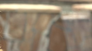 Wanna Fuck My Wife Gotta Fuck Me Too 9 - Escena1 - 1