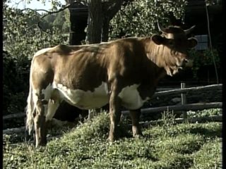 Heidi Teil 1 - Auf Der Heidi Gibt&#39;s Koa S?nd - Scène4 - 3