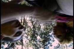 Captura de 'Young Tender Trannies 10' nº 38