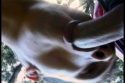 Captura de 'Young Tender Trannies 10' nº 39