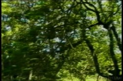 Captura de 'Young Tender Trannies 10' nº 24