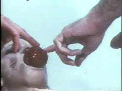 'Dental Nurses' screenshot nº 126