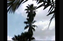 'This Isn't Gilligan's Island' screenshot nº 14