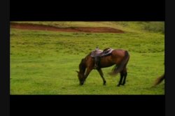 'Barnyard Babes 2' screenshot nº 73