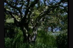 Captura de 'Wild Things' nº 5
