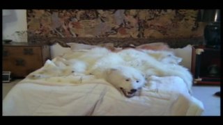 The Pied A Terre (English Language) - Scena3 - 1