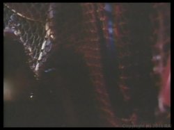 Captura de 'Visions' nº 100